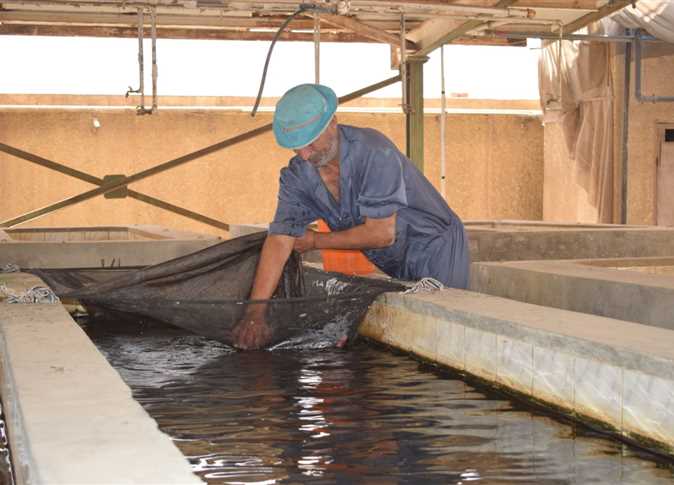 مقترح برلماني بدعم الاستزراع السمكي لتوفير المياه وزيادة الإنتاجية